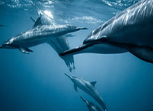 167棋牌 下載-马刺双德时代结束？彻底重建倒计时 波帅再迎考验